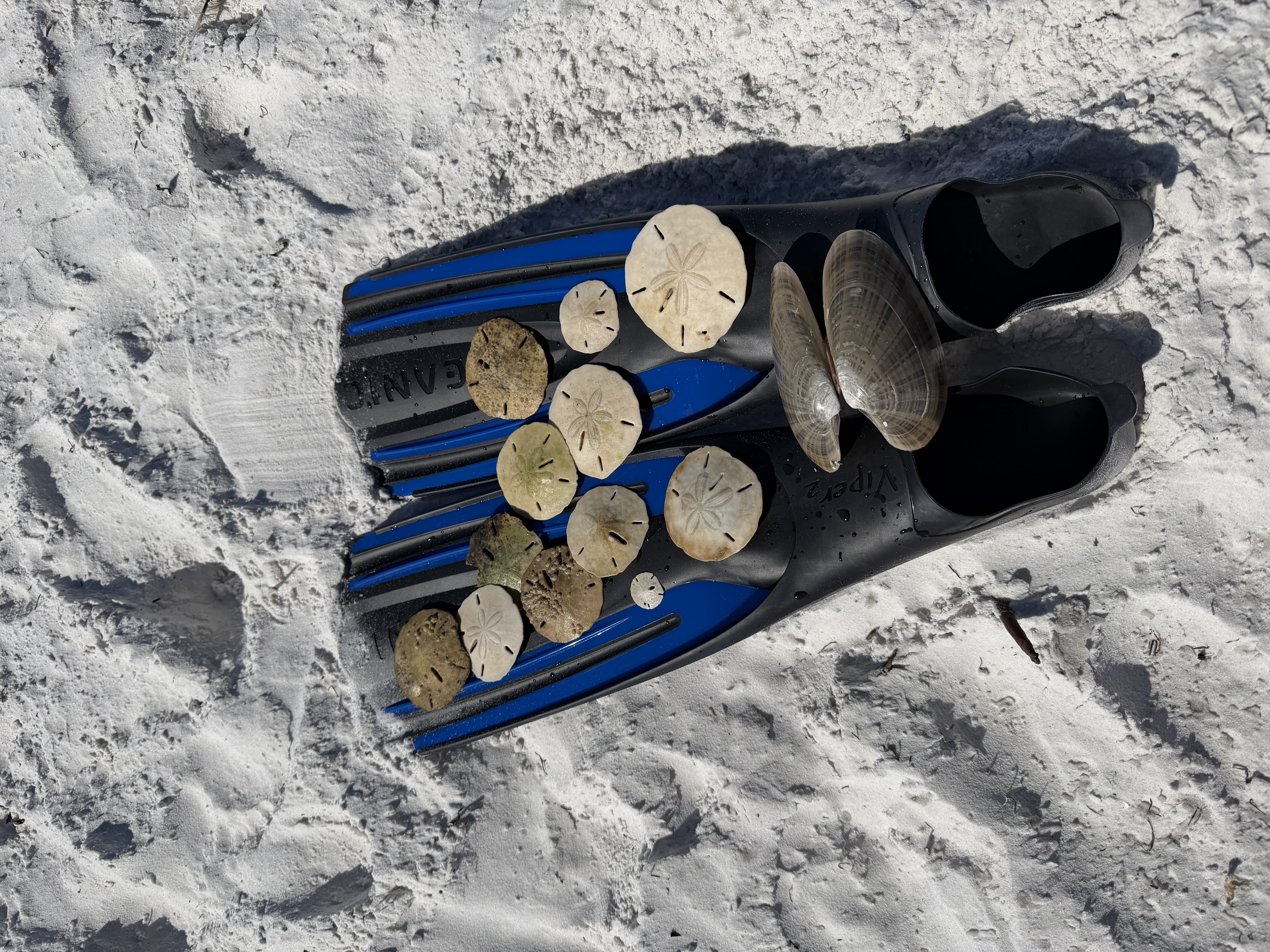 Fins and sand dollars on the beach